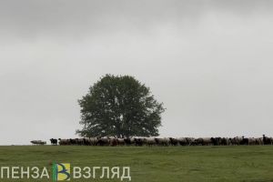 Пензенские аграрии увеличили производство мяса, молока и яиц