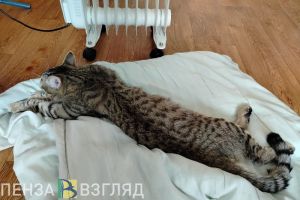 В Пензенской области 25 сентября похолодает до +13 градусов