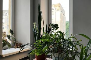 Разбудил герань по методу голландского цветовода: нужна лишь булавка - 6 лет цветет недуром без подкормок