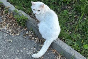 Как понять, что с кошкой что-то не так: язык молчаливых сигналов
