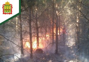 В Городищенском районе случился лесной пожар на площади 0,35 га