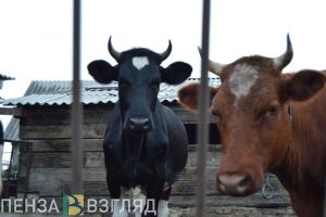 В двух районах Пензенской области отменили карантин по бешенству