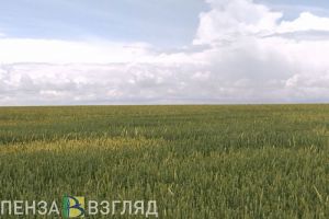 В Пензенской области разрастается вредное карантинное растение