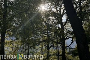 В Пензенской области высадят 60 тысяч деревьев