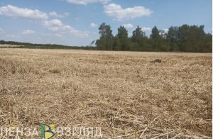 В Сердобском районе собрали 150,4 тыс. тонн зерновых и зернобобовых