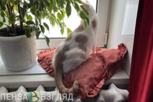 В Пензе тепло подано в 95% многоквартирных домов