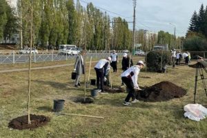 В Пензе высадили 20 рябин около остановки «Путепровод»