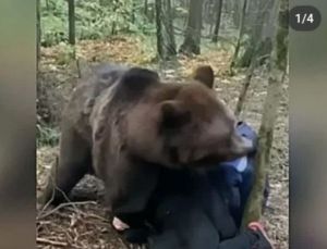 Пензенский Минлесхоз опроверг фейк о гибели жителя Сердобска от лап медведя