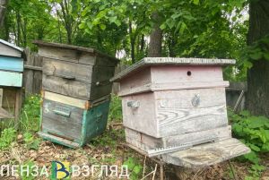 В Пензе в пользу пасечников взыскали миллионы за погибших пчел