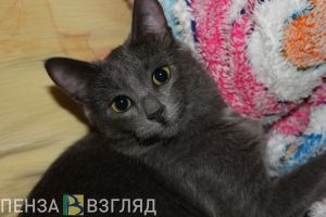 Пензенцев хотят обязать стерилизовать домашних животных