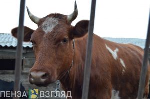 Пензенская область стала лучшей в ПФО по надою молока