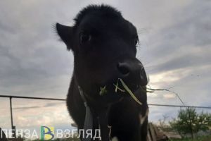 В 2 районах Пензенской области из-за бешенства объявлен карантин