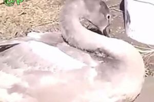 Пензенский Минлесхоз опубликовал видео спасенного лебедя-шипуна