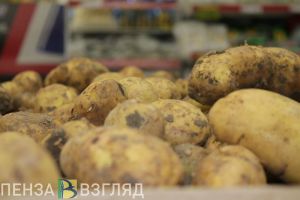 В Пензенской области в 2025 году увеличили посевные площади под картофель