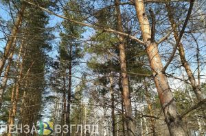 В Пензенской области выявлены незаконные рубки деревьев