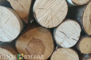 В Пензе полиция составила материалы по факту вырубки деревьев на Кронштадтской