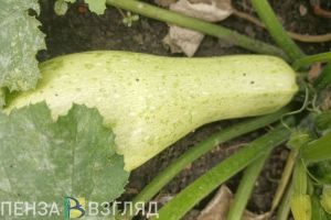 В Заречном начались ярмарки выходного дня