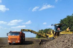В Пензенской области валовый сбор сахарной свеклы составил более 1,5 млн тонн