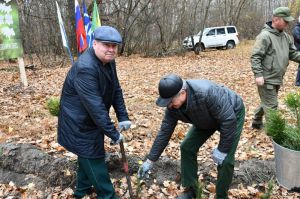 В Лопатинском районе высадили около 1500 сеянцев сосны