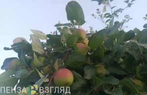 Студенты Пензенского ГАУ участвовали в сборе яблок