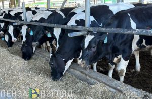 Пензенская область вошла в число лидеров по надоям молока в России