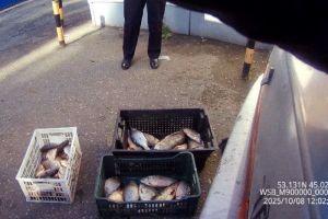 В Пензе обнаружили точку незаконной продажи рыбы