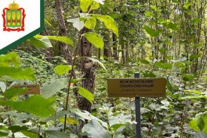 В Белинском районе продолжается восстановление дендрария