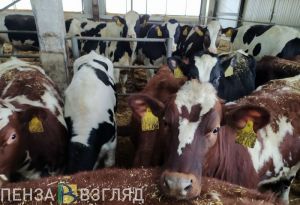 В Каменском районе хотят продлить карантин по бруцеллезу животных