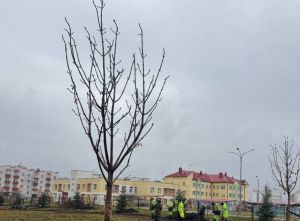 В Пензе проводят озеленение микрорайона Заря