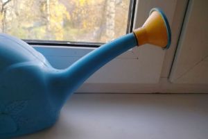 Укроп на подоконнике превратился в джунгли: эта «кофейная жижа» дает быстрый результат