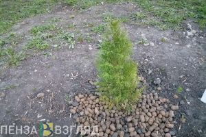 В Пензе будут выяснять, откуда взялась уничтожающая деревья ясеневая златка