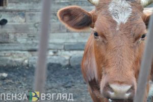 В трех районах Пензенской области отменили карантин по бешенству