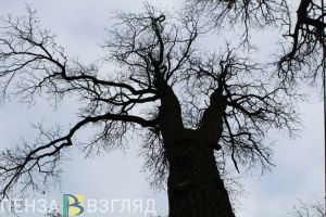 В Пензенской области синоптики прогнозируют снижение температуры до -3 градусов