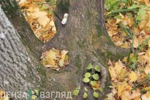В Пензенской области обнаружили 23 случая незаконной заготовки древесины