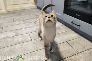 Домашних животных в Пензенской области поставят на обязательный госучет