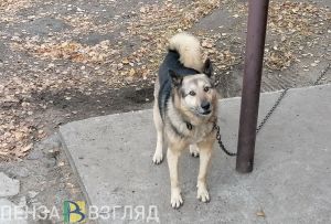 В Пачелмском районе намерены установить карантин по бешенству
