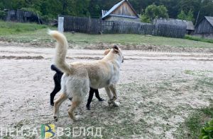 В селе Пензенского района установлен карантин по бешенству