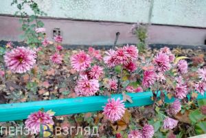 9 ноября в Пензенской области потеплеет до +11 градусов