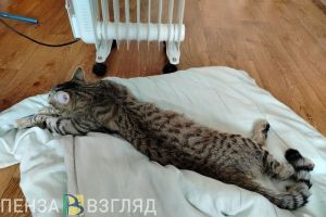 Пензенцам объяснили, что делать при отсутствии отопления и холодных батареях
