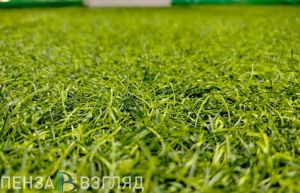 В Пензе в 2025 году сумма штрафов за парковку на газонах превысила 2 млн рублей