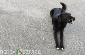 В Башмаковском районе в пользу укушенного собакой ребенка взыскана компенсация