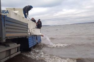 В Сурское водохранилище за год выпустили более 400 тысяч мальков толстолобика