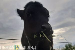 В деревне в Пензенской области объявлен карантин по бешенству