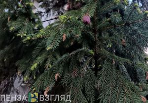 В Пензе на Соборной площади установят елку за 130 тысяч рублей