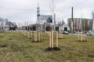 В Пензе в микрорайоне Арбеково высадили 160 новых деревьев