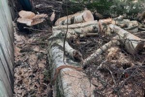 Пензенский Минлесхоз помог семье участника СВО ликвидировать опасное дерево