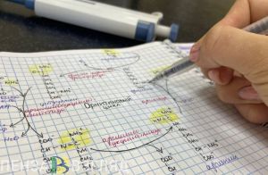 Для будущих пензенских врачей не будут сокращать срок обучения