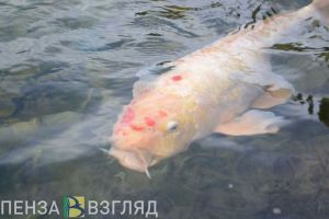 В Пензенской области мужчину поймали с 15 особями рыб в сетях в период нереста