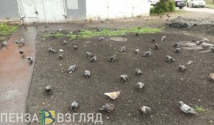 Пензенцев пригласили принять участие в опросе о воронах и голубях