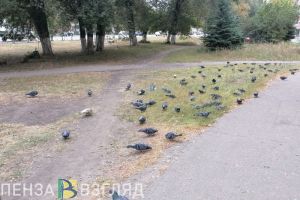Пензенцев призвали рассказать, мешают ли им жить вороны и голуби